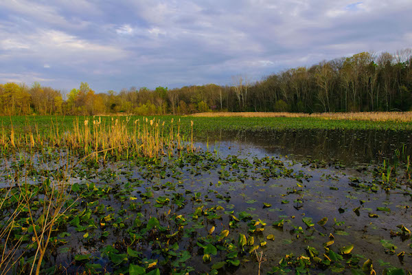 Often Misunderstood Estuaries Underpin Environment's Health | SEJ