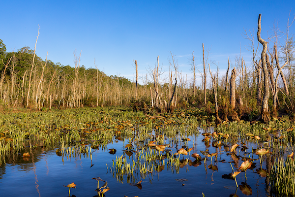 A dead ash grove in Maryland