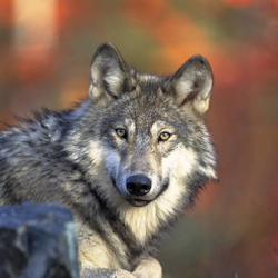 Gray wolf