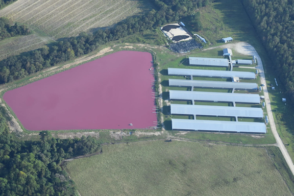 An industrial hog farm and waste lagoon in Sampson County, North Carolina.