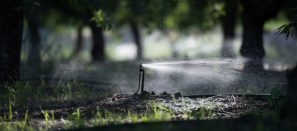 Irrigation image from winning Pobis/Stanford story